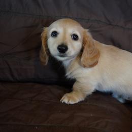 Rafael - Red male Dachshund puppy in Quemado, New Mexico from TNT Dachshunds