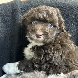 Punkin - Red tri-color male Aussiedoodle puppy in Loretto, Tennessee from K Kountry Farm