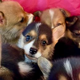 Bronte - Black and tan female Pembroke Welsh Corgi puppy in Delray Beach, Florida from Holly's Pembroke Welsh Corgis
