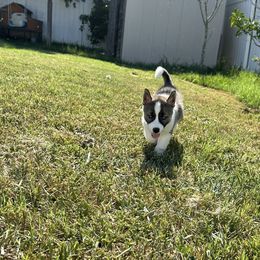 Siberian Husky Puppies from The Rulon Den