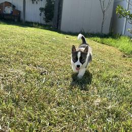 Siberian Husky Puppies from The Rulon Den