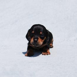AKC Teddy - Black and tan male Dachshund puppy in Billings, Missouri from Bundles of Joy