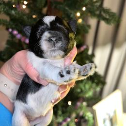 Miniature Schnauzer Puppies from A.R Miniature Schnauzers