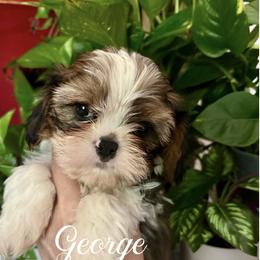 George - Black gold and white male Cavatzu puppy in Grove, Oklahoma from Rocky Oak Cavaliers & Biewer Terriers LLC