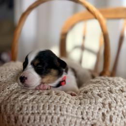 Pink Female - Black and tan female Pembroke Welsh Corgi puppy in La Porte City, Iowa from Cedar River Corgis