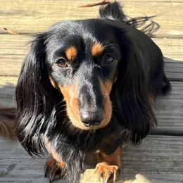 Nova - Dachshund