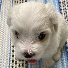 Maltese from Sandykov
