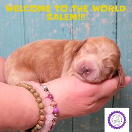 Salem - Golden male Cockapoo puppy in Reidsville, North Carolina from Something to Bark About Dog Training