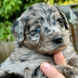 Goose - Blue merle male Aussiedoodle puppy in Talihina, Oklahoma from Lockhart Mini Aussies