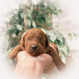 Caitlyn - Red  female Poodle puppy in Fresno, California from Bell’s Poodles Of California