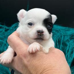 Patch - Black and tan male Chihuahua puppy in Franklin, North Carolina from A&J Cutie Pawtooties