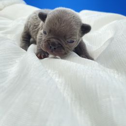Boy 1 - Blue French Bulldog puppy in New York from Charlie’s Frenchies