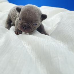 Boy 1 - Blue French Bulldog puppy in New York from Charlie’s Frenchies