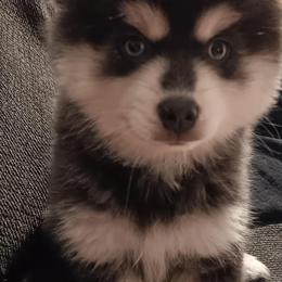 Pomsky Puppies from Your Friend Seamus' Studds