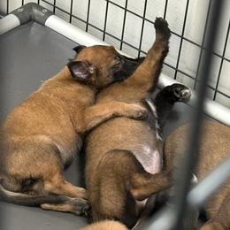 Boy 4 - Mahogany male Belgian Malinois puppy in Newburyport, Massachusetts from Runchkin Hill K9