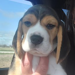 Beagle Puppies from Long Creek Beagles
