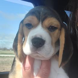Beagle Puppies from Long Creek Beagles
