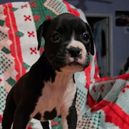 Girl 1 - Fawn female Boxer puppy in Temple, Georgia from B&B Boxers