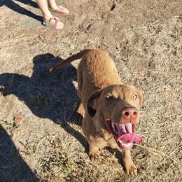 Nahiri - Dark deadgrass female Chesapeake Bay Retriever puppy in Soap Lake, Washington from Desert Oasis Kennels
