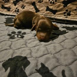 Girl 3 - Chocolate and tan female Dachshund puppy in New Castle, Colorado from Shaffers low riding weiners