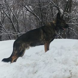 German Shepherds from Kim's German Shepherds