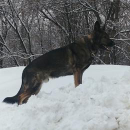 German Shepherds from Kim's German Shepherds