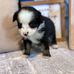 Australian Shepherd Puppies from Blue Creek Farm