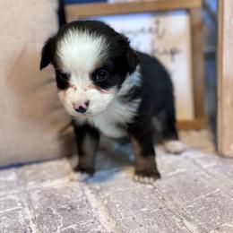 Australian Shepherd Puppies from Blue Creek Farm