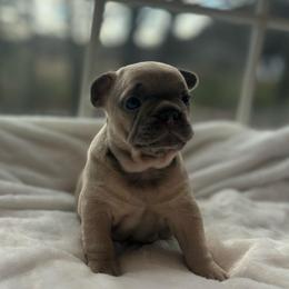 Olaf - Blue male French Bulldog puppy in Salisbury, Maryland from 77 Frenchies Maryland