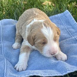 Chucky - Red male Bernedoodle puppy in Springville, Utah from Oodles of Bernedoodles