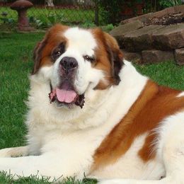 Saint Bernards from Krissie Pilette