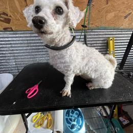 Ginger - White female Bichon Frise puppy in Cave City, Kentucky from Loretta's Pups
