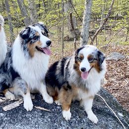 Australian Shepherds from Steppingstone Kennel