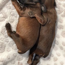 Soft Coated Wheaten Terrier Puppies from Koontz Family Wheatens