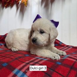 Dulci girl 3 - Light golden female Golden Retriever puppy in Niles, Michigan from Composer Goldens