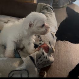 Boy 4 - White male Maltese puppy in Coats, North Carolina from Angie's Puppies
