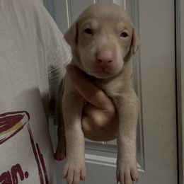 Lime male - Fawn (isabella) and rust male Doberman Pinscher puppy in Ludowici, Georgia from Royal Destiny Kennels