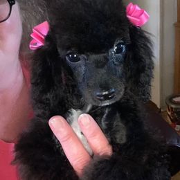 Poodles from S & R’S Precious Pups