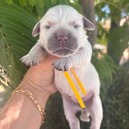 Yellow (3700) - Light golden female Golden Retriever puppy in Pahrump, Nevada from Southern Nevada Goldens