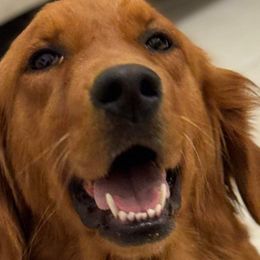 Goldendoodles and Golden Retrievers from 07 Seven Oaks Goldens and Doodles