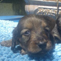DBs George Handel - Red male Dachshund puppy in Summerfield, Florida from D & B Ranchette