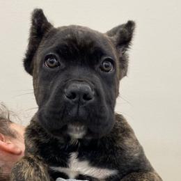 Female One - Chestnut brindle female Cane Corso puppy in Rock Creek, Ohio from Sacred Mission