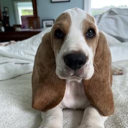 Gunner - Basset Hound