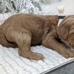 Cavapoo and Whoodle Puppies from Gardner Lane Puppies