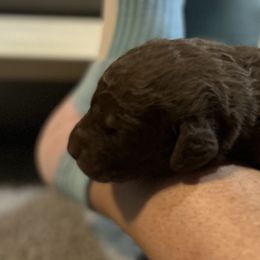 Boy 4 - Chesapeake Bay Retriever puppy from Rebecca's Chesapeake Bay Retrievers