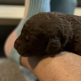 Boy 4 - Chesapeake Bay Retriever puppy from Rebecca's Chesapeake Bay Retrievers