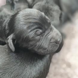 Female 3 - Black female Giant Schnauzer puppy in Mcneal, Arizona from Olympian Giant Schnauzers and Westie’s!