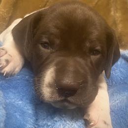 Black  collar male - Liver and white male German Shorthaired Pointer puppy in Hardeman County, Tennessee from Howell Farm GSP