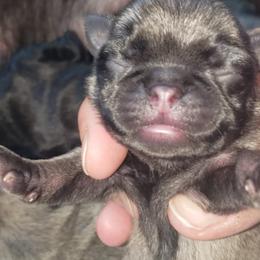 Boy 3 - Fawn male Pug puppy in Gadsden, Alabama from Carla's Pugs