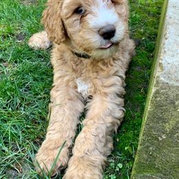Goldendoodle Puppies from Lundee Doodles